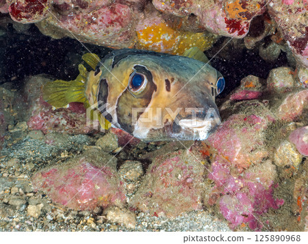 Giant porcupinefish in an underwater cave. Hirizohama Nakagi Minamiizu Town Izu Peninsula Shizuoka Prefecture 2024 Giant porcupinefish in an underwater cave. Hirizohama Nakagi Minamiizu Town Izu Peninsula Shizuoka Prefecture 2024 125890968