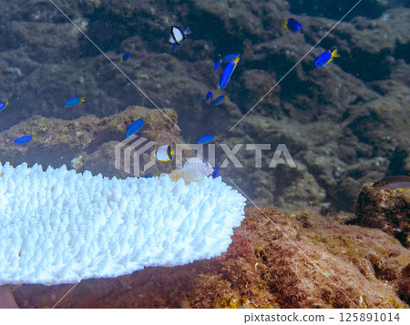 Juvenile blenny fish living on bleached coral. Hirizohama Nakagi Minamiizu Town Izu Peninsula Shizuoka Prefecture 2024 125891014