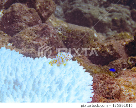 生活在白化珊瑚上的幼年鶇魚。 Hirizohama Nakagi 南伊豆鎮 伊豆半島 靜岡縣 2024 125891015