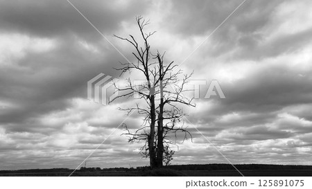 single tree in a field. A lone dry tree in a field against a dramatic sky and gloomy clouds. gray clouds in the sky. Drought. Black and white. 125891075