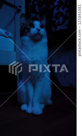 A wary cat carefully watches something, starring with intense. Meowing. Close up. Animal Behavior. pet cat watches a movie at night 125891081