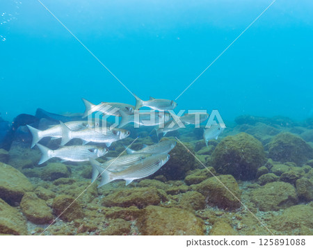 一群美麗的鯔魚（Mollidae）在水面附近遊動。潛水員也在游泳。伊豆南伊豆町 廣座浜 中木 125891088