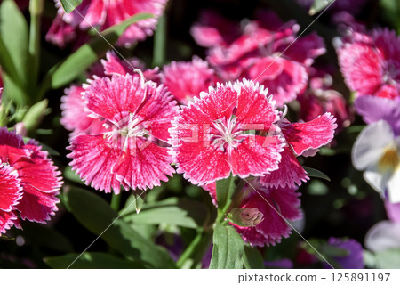 Dianthus, Sweet William 125891197