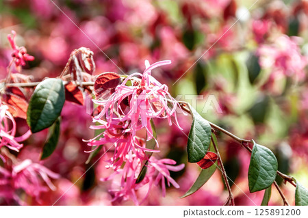Witch hazel (Hamamelaceae), used as a garden or park tree 125891200