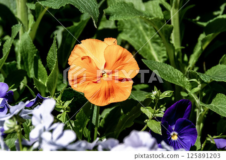 Cute orange pansy [Viola genus, Viola family] 125891203