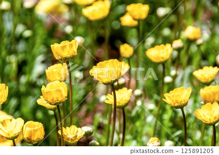 Calendula (also known as calendula or pot marigold) 125891205