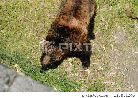 A wild bear searching for food A wild bear searching for food 125891240