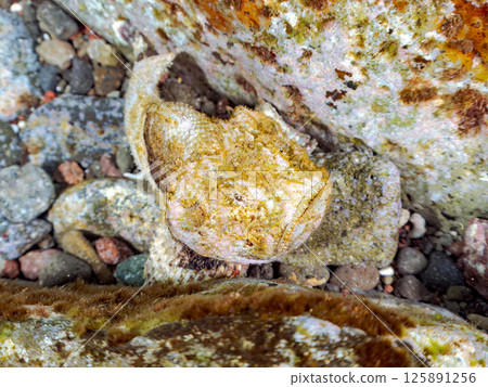 The beautiful Satsuma scorpionfish, Nirai scorpionfish (family Scorpaenidae), and others, perfectly camouflaged among the rocks. Hirizohama Nakagi Minamiizu Town 125891256