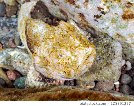 The beautiful Satsuma scorpionfish, Nirai scorpionfish (family Scorpaenidae), and others, perfectly camouflaged among the rocks. Hirizohama Nakagi Minamiizu Town The beautiful Satsuma scorpionfish, Nirai scorpionfish (family Scorpaenidae), and others, perfectly camouflaged among the rocks. Hirizohama Nakagi Minamiizu Town 125891257