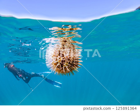 Half-surface shot of an inflated porcupine fish and a skin diver. Hirizohama Nakagi Minamiizu Town Izu Peninsula Shizuoka Prefecture 2024 125891364