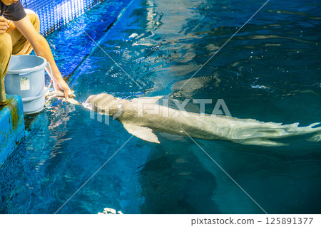 [#Aquarium] Finless porpoise receiving food from a zookeeper 125891377