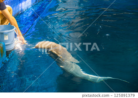 [#Aquarium] Finless porpoise receiving food from a zookeeper 125891379