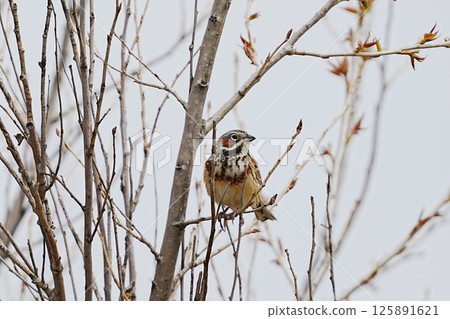 Hooka perched on a branch Hooka perched on a branch 125891621