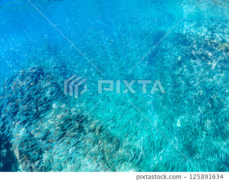 A beautiful school of silver-stripe round herring (Clupeidae) and other fish. Skin divers are also swimming on the surface of the water. Minamiizu Town Nakagi Hirizo Beach 2024 125891634
