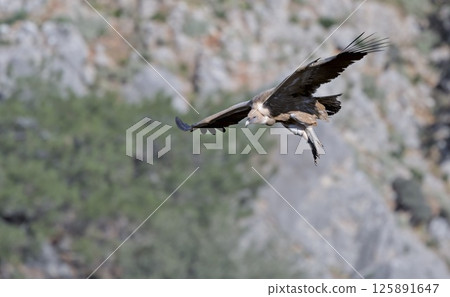 Griffon Vulture (Gyps fulvus), Crete 125891647