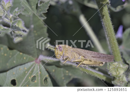 Anacridium aegyptium, the Egyptian grasshopper or Egyptian locust, is a species of insect belonging to the subfamily Cyrtacanthacridinae, Crete Anacridium aegyptium, the Egyptian grasshopper or Egyptian locust, is a species of insect belonging to the subfamily Cyrtacanthacridinae, Crete 125891651