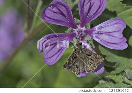Mallow Skipper - Carcharodus alceae, Greece Mallow Skipper - Carcharodus alceae, Greece 125891652
