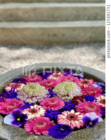 五月花噴泉(非洲菊、三色堇、瓜葉菊、菊花)(菅尾神社/愛知縣岡崎市) 五月花噴泉(非洲菊、三色堇、瓜葉菊、菊花)(菅尾神社/愛知縣岡崎市) 125891731