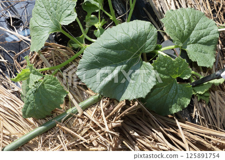 摘瓜頂，五月 125891754