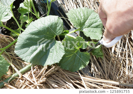 Picking the tops of melons, May Picking the tops of melons, May 125891755