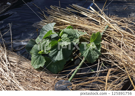 Picking the tops of melons, May Picking the tops of melons, May 125891756