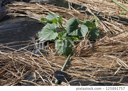 Picking the tops of melons, May Picking the tops of melons, May 125891757