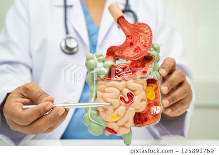 Digestive system with stomach and intestine, Asian doctor holding human anatomy model for study diagnosis and treatment in hospital. 125891769