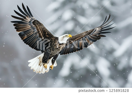 Bald Eagle. A bald eagle flying Bald Eagle. A bald eagle flying 125891828