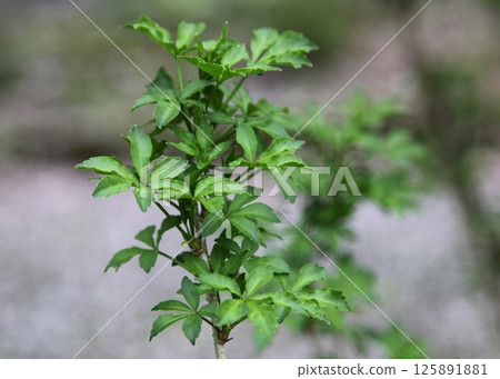 Young leaves of the Japanese laurel Young leaves of the Japanese laurel 125891881