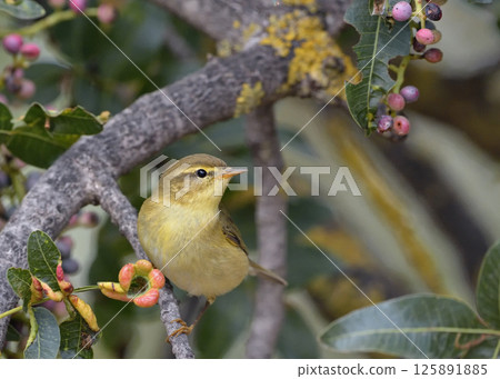 Willow Warbler (Phylloscopus trochilus), Greece Willow Warbler (Phylloscopus trochilus), Greece 125891885