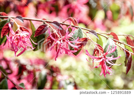Witch hazel (Hamamelaceae), used as a garden or park tree 125891889