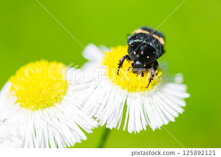 A black flower beetle resting on a philly flower 125892121