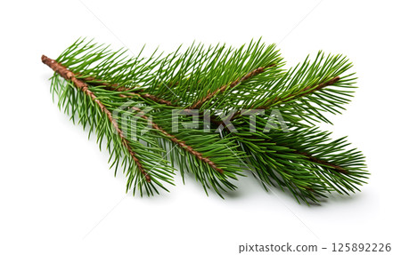 Pine branch. Green pine branch on a white background. 125892226