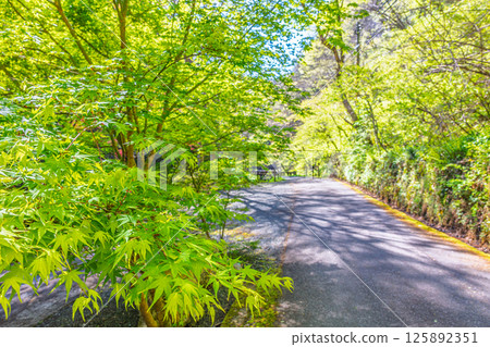 Taishakukyo Quasi-National Park, promenade scenery (Shobara City, Hiroshima Prefecture) Taishakukyo Quasi-National Park, promenade scenery (Shobara City, Hiroshima Prefecture) 125892351
