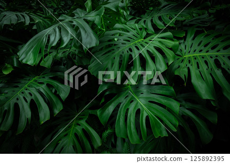 Tropical plant background with monstera leaves. Lush green foliage . Large monstera deliciosa growing in tropical climate Tropical plant background with monstera leaves. Lush green foliage . Large monstera deliciosa growing in tropical climate 125892395