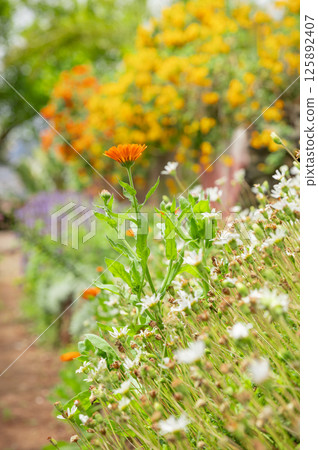 Blooming spring flowers in a flower bed, detail of petals, concept of spring coming in Mediterranean garden, sun 125892407