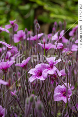 Blooming spring flowers in a flower bed, detail of petals, concept of spring coming in Mediterranean garden, sun 125892408