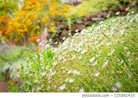 Blooming spring flowers in a flower bed, detail of petals, concept of spring coming in Mediterranean garden, sun Blooming spring flowers in a flower bed, detail of petals, concept of spring coming in Mediterranean garden, sun 125892410