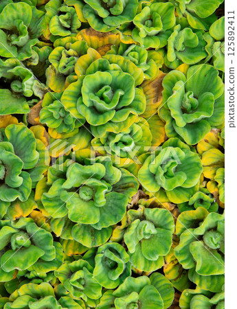 Close up tropical Green leaves texture and abstract background , Nature pattern 125892411