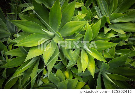 Closeup of green agave plant with sharp, succulent leaves with symmetrical pattern. Natural floral background 125892415