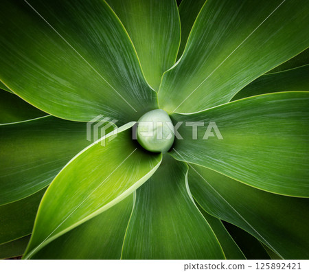 Closeup of green agave plant with sharp, succulent leaves with symmetrical pattern. Natural floral background Closeup of green agave plant with sharp, succulent leaves with symmetrical pattern. Natural floral background 125892421