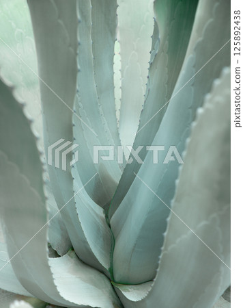 Giant blue-green agave leaves with thorns, Asparagaceae backgrounds and textures Giant blue-green agave leaves with thorns, Asparagaceae backgrounds and textures 125892438