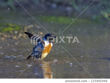A Common Stonechat (Saxicola rubicola), Crete A Common Stonechat (Saxicola rubicola), Crete 125892448