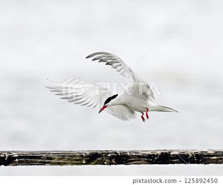Common Tern (Sterna hirundo), Greece 125892450