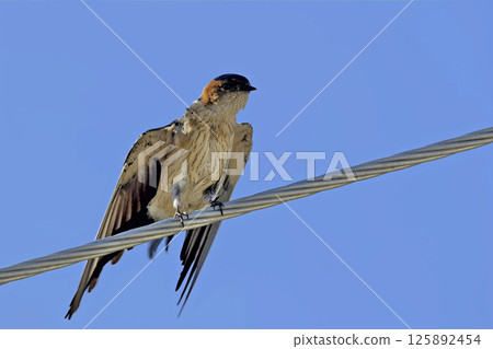 Red-rumped Swallow (Hirundo daurica), Greece 125892454