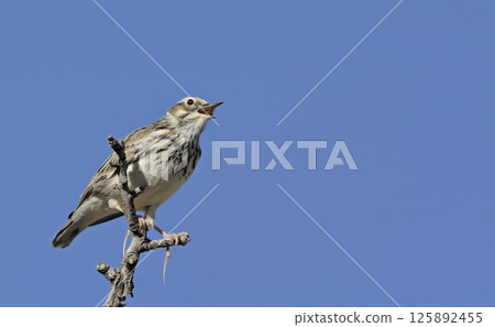 Woodlark or Wood Lark - Lullula arborea, Crete Woodlark or Wood Lark - Lullula arborea, Crete 125892455