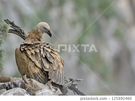 Griffon Vulture (Gyps fulvus), Crete 125892460