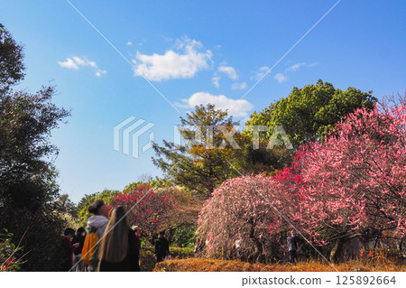 Koshigaya Plum Forest Park Plum Festival 125892664