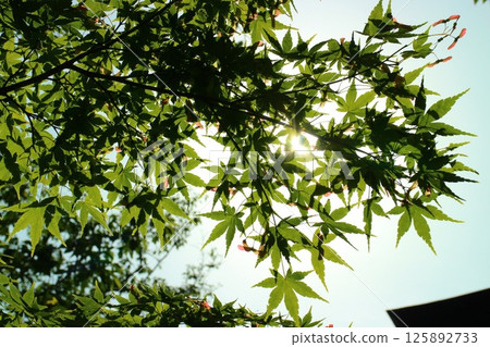 夏日陽光下閃閃發光的鮮綠色楓樹 125892733