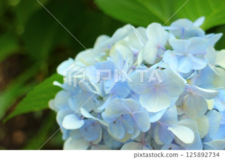 淡藍色繡球花 淡藍色繡球花 125892734